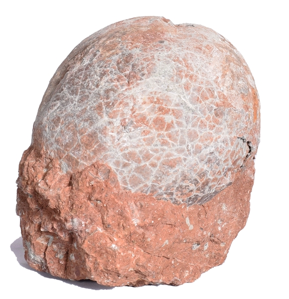 80 Million Year Old Duckbilled Dinosaur Egg